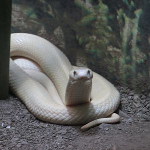 monocled cobra