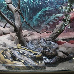 reticulated pythons