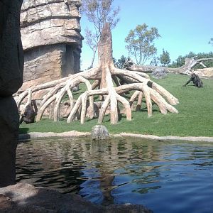 Gorilla exhibit
