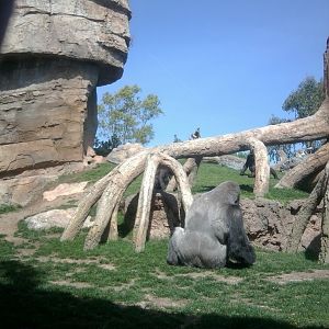 Silverback