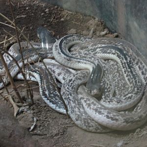 javan  spitting cobra