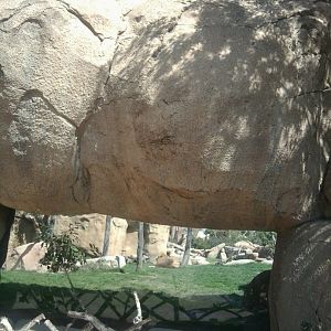 Lion exhibit