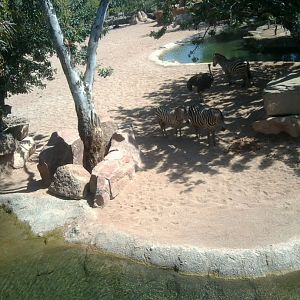 Part of the African savanah section