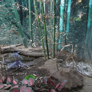 javan spitting cobra exhibit