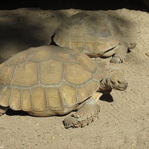 sulcata tortoises