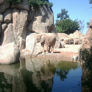 African bush elephants