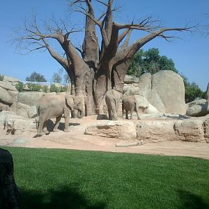 African bush elephants