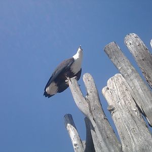 African fish eagle on a show at the amphitehatre