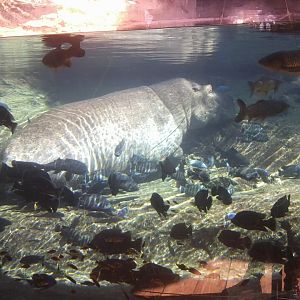 Common hippo and chichilds