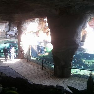 Pool with common hippos and various chichild and other fish