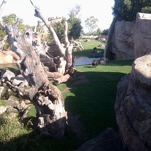 Chimpanzee exhibit