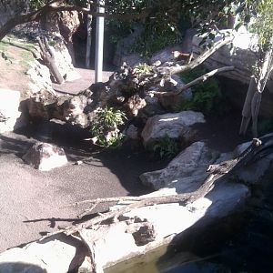 Leopard exhibit (part)