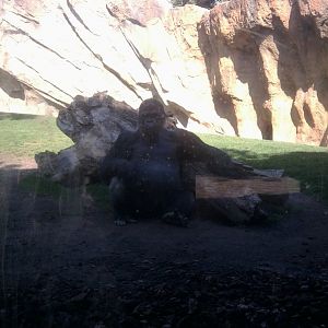 Gorilla exhibit