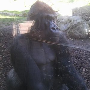 Western lowland gorilla