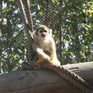 juvenile squirrel monkey