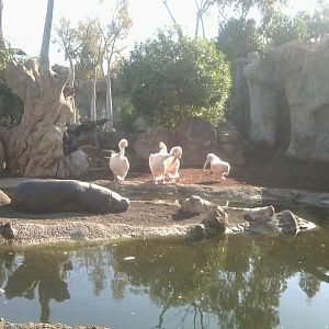 Mixed exhibit with pygmy hippopothamuses