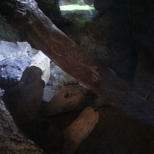 Dwarf croc in a cave (indoor)