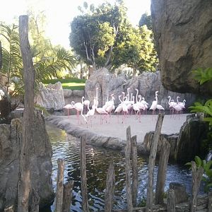 Flamingo exhibit
