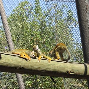 squirrel monkeys