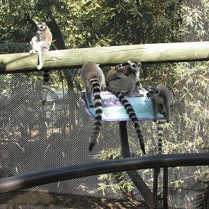 ringtail lemurs
