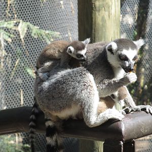 ringtail lemurs