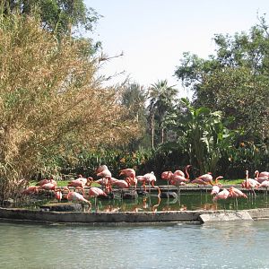 caribbean flamingos