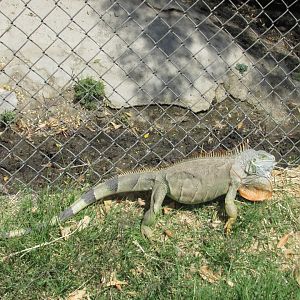 green iguana