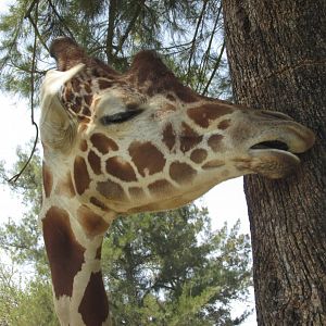 reticulated giraffe