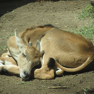 juvenile eland