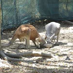 red kangaroo