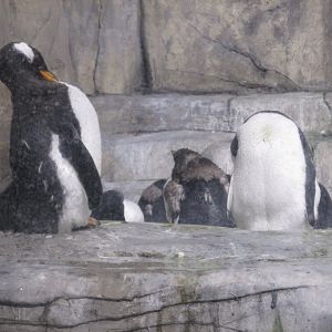 gentoo penguin