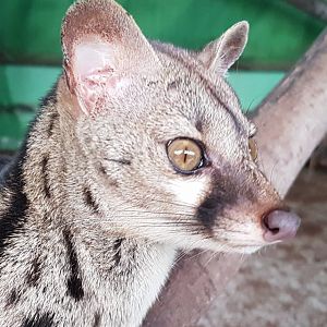 Cape Genet