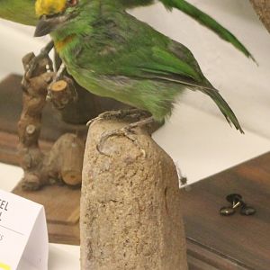 Bird museum - Yellow-fronted Barbet