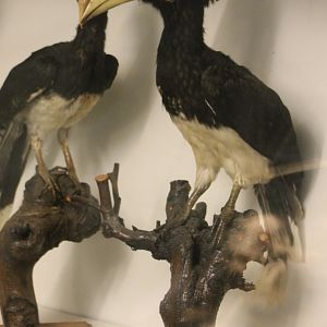 Bird museum -  African Pied Hornbill