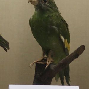 Bird museum -  Canary-winged Parakeet