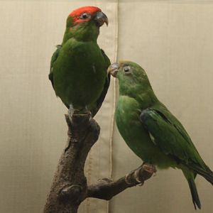Bird museum -  -  Pileated Parakeets