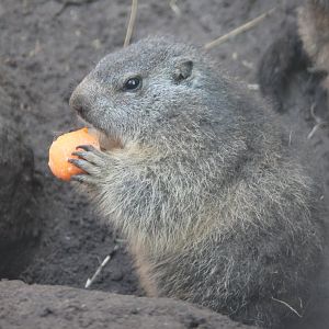Alpine marmot