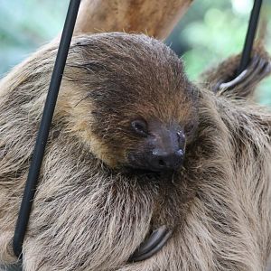 Two-toed sloth