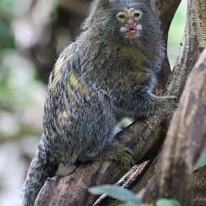 Pygmy X Geoffroy marmoset Hybrid