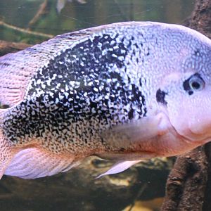 Quetzalt cichlid