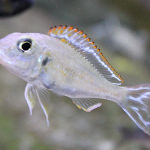 Callochromis pleurospilus