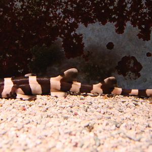 Baby Bamboo shark