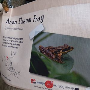 Asian Stream Frog Signage