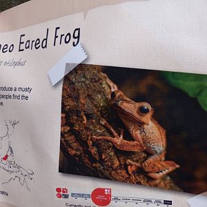 Bornean Eared Frog Signage