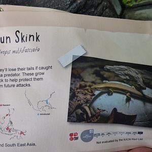 Sun Skink Signage