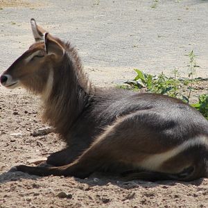 Ellipsen waterbuck
