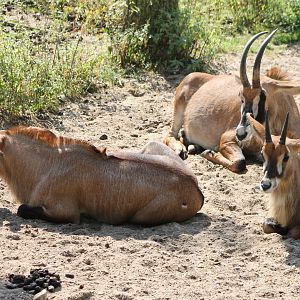 Roan antilopes