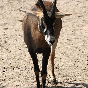 Roan antilope