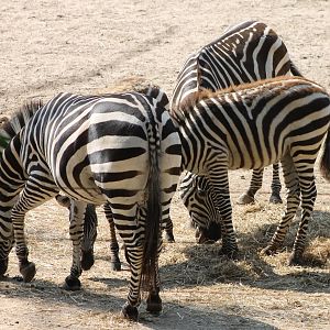 Grant zebras