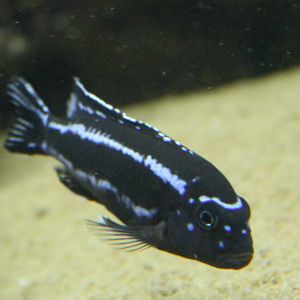 Cichlid